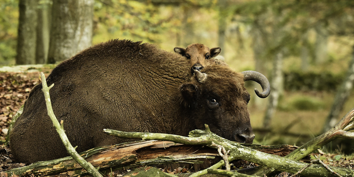 Safariparken har öppnat för säsongen