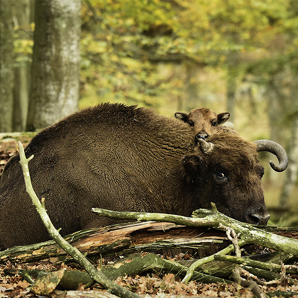 Öppet i safariparken